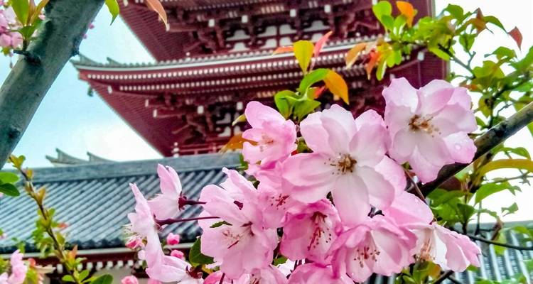 Fleurs de cerisier encadrant une structure de temple japonais.