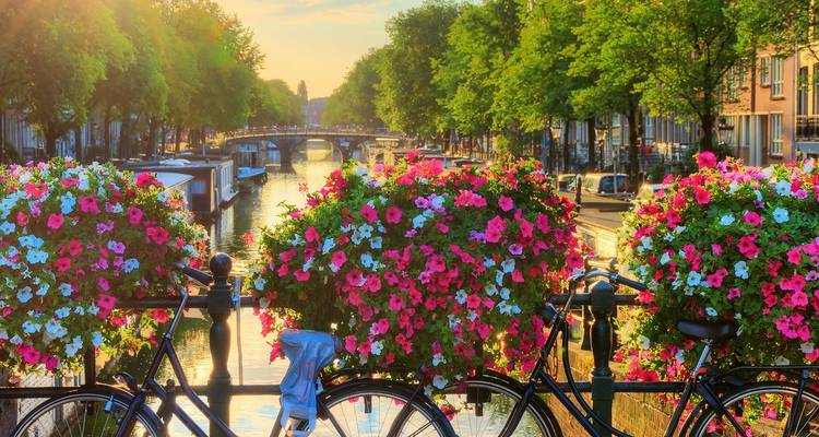 Des bicyclettes décorées de fleurs aux couleurs éclatantes sur un pont surplombant un canal d'Amsterdam illuminé par le soleil à l'heure dorée.
