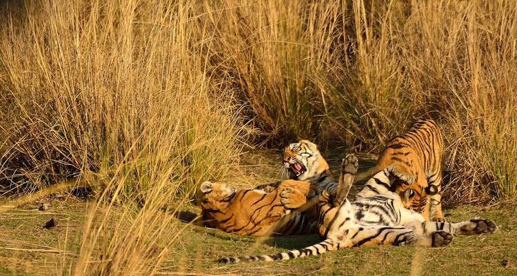 Tiger, die im hohen Gras spielen.