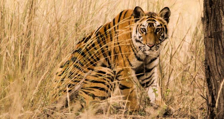 Nahaufnahme eines Tigers, der im hohen Gras sitzt.