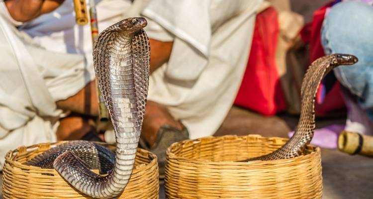Kobras in Körben als Teil einer Schlangenbeschwörer-Darbietung.