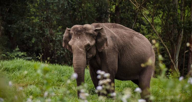 Ein Elefant in einem bewaldeten Gebiet.