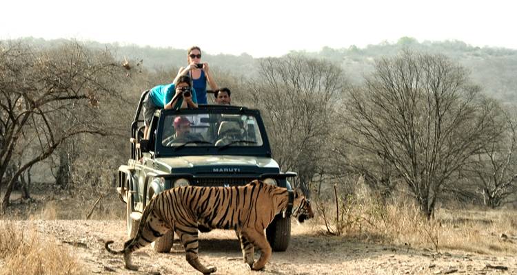 Touristen auf einer Safari beobachten einen Tiger, der den Weg überquert.