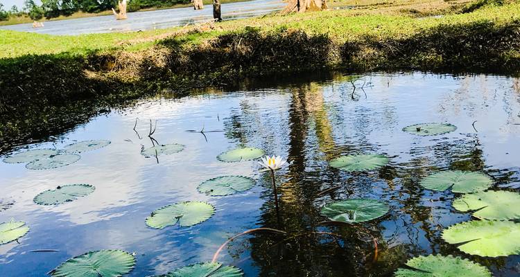 Un étang avec des nénuphars et le reflet des arbres.