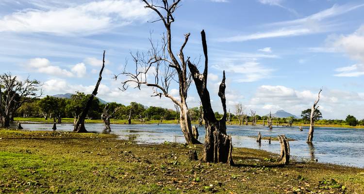 Un paysage avec des arbres morts dans un plan d'eau sur fond de montagne.