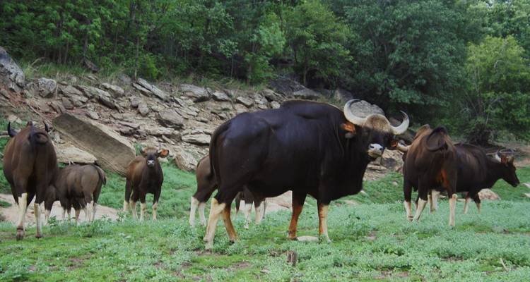 Herde von Indischen Bisons auf einer Waldlichtung.