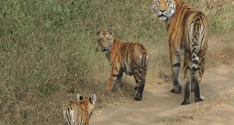 Zwei Tigerjunge und ein erwachsener Tiger gehen einen Weg in einem Wald entlang.