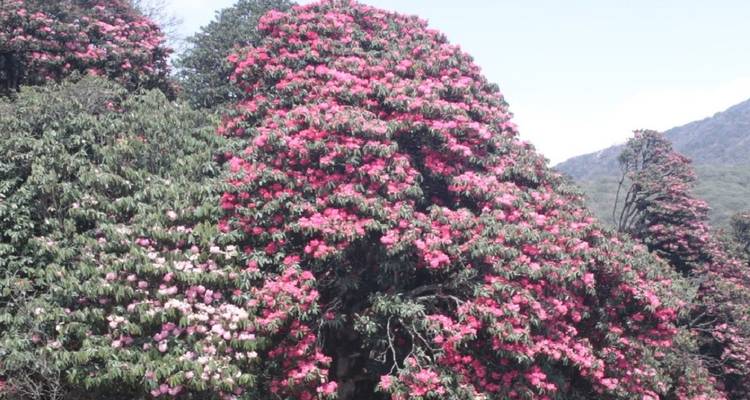 Blühende Bäume mit rosa Blüten in einem Waldgebiet.