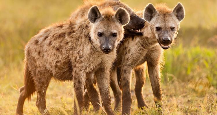 Two hyenas standing on grass.