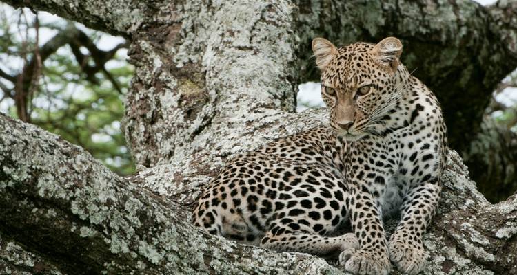 A leopard resting on a lichen-covered tree.