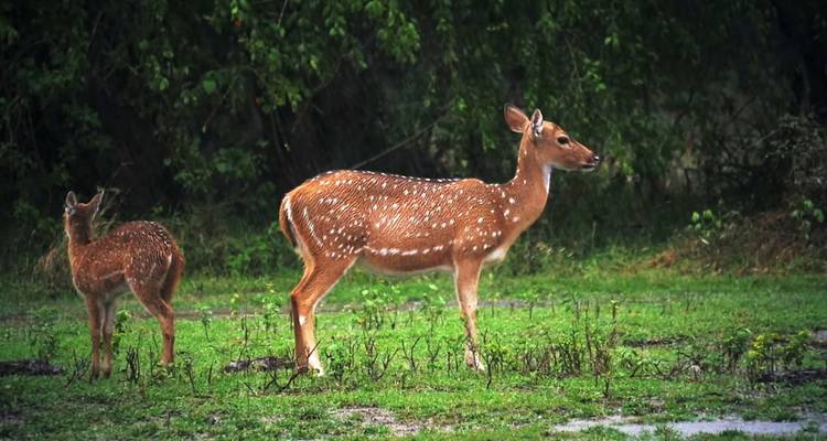 A doe with a fawn standing on green grass.