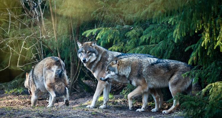 Three wolves walking in a wooded area.
