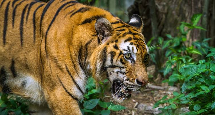 Close-up of a tiger in lush greenery.