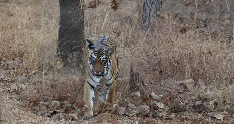Tijger lopend in een droog bos met bomen en droge bladeren.