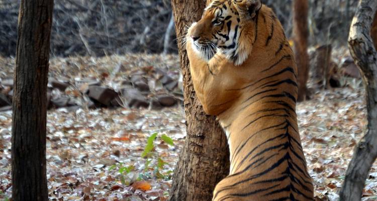 Ein Tiger, der sich an einem Baum kratzt.