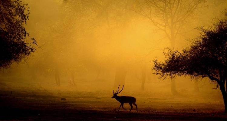 Silhouet van een hert dat door een mistig geel bos loopt.