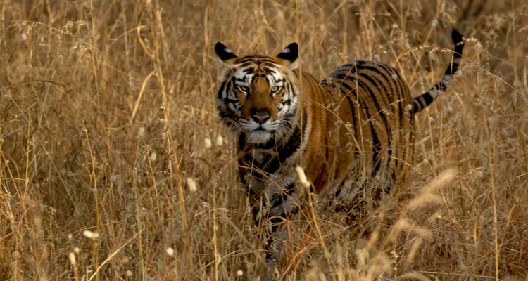 Tijger die door hoog droog gras loopt, alert en geconcentreerd.