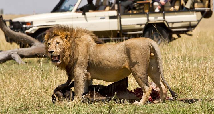 Leeuw die in een grasveld bij een safarivoertuig staat.
