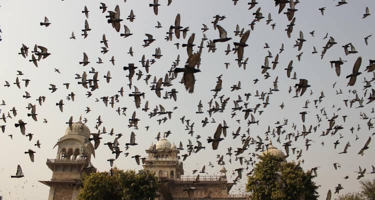 Una bandada de pájaros volando sobre el Museo Albert Hall.