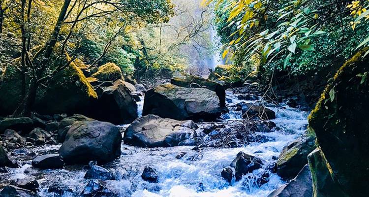 Ein malerischer Bach, der durch ein bewaldetes Gebiet fließt.