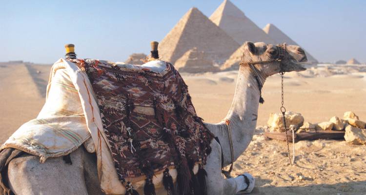 Een kameel die in de woestijn zit met piramides op de achtergrond.