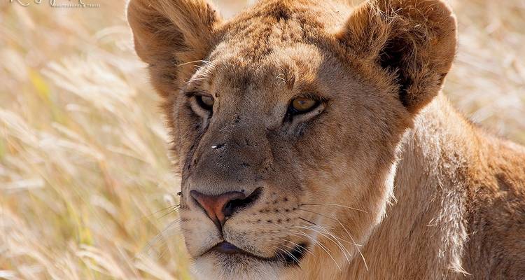 Eine Nahaufnahme einer Löwin im hohen Gras.
