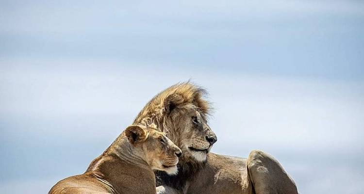 Ein Löwenpaar, das zusammen unter dem Himmel ruht.