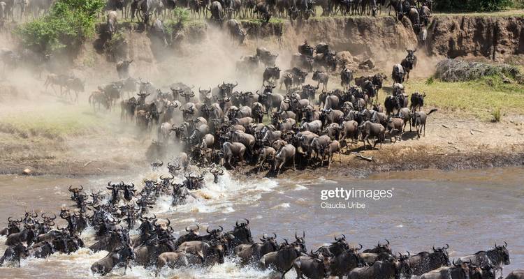 Eine Herde Gnus, die in einer staubigen Szene einen Fluss überquert.