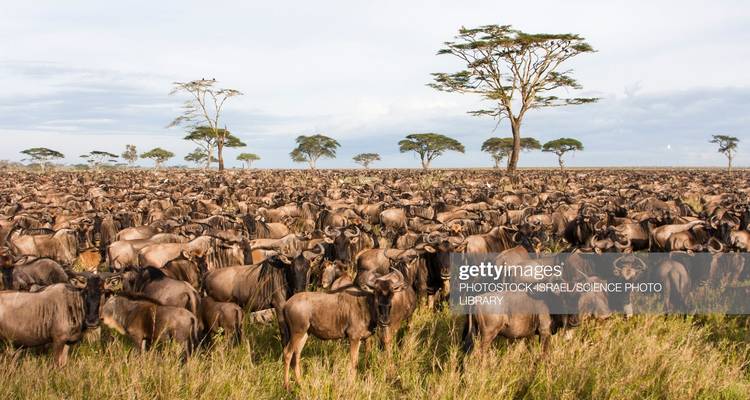 Eine große Gruppe von Gnus in einer weiten Grasebene.