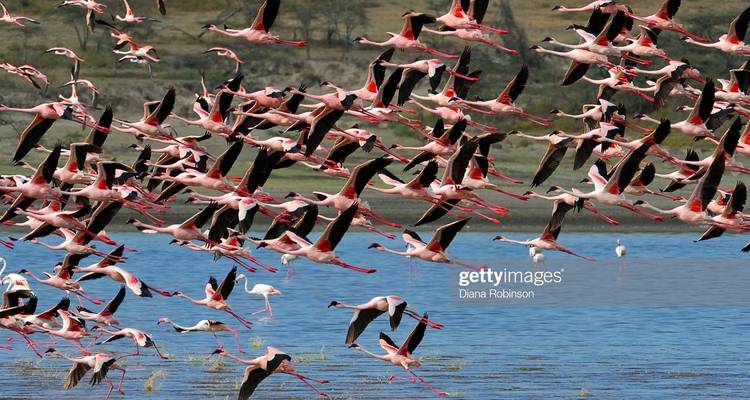 Luftbild von Flamingos, die über einen See fliegen.