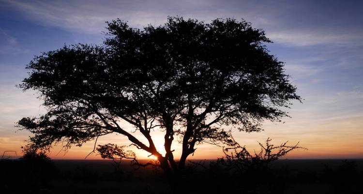 Silhouette eines Baumes bei Sonnenuntergang in einer Savanne.