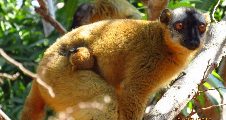 Lemur with baby on its back resting on a tree.