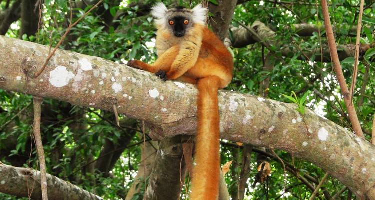 Lemur with a long tail sitting on a tree branch.