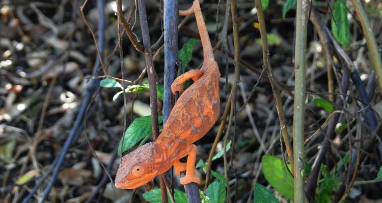 Orange chameleon climbing on a thin branch.