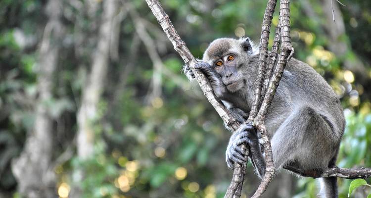Monkey resting on a tree branch surrounded by dense foliage.