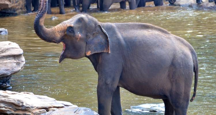 Elephant wading in water with others in the background.