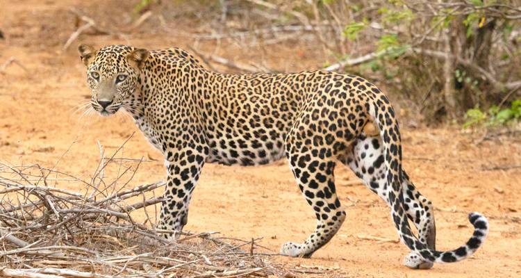 A leopard walking on a dirt path in a natural setting.