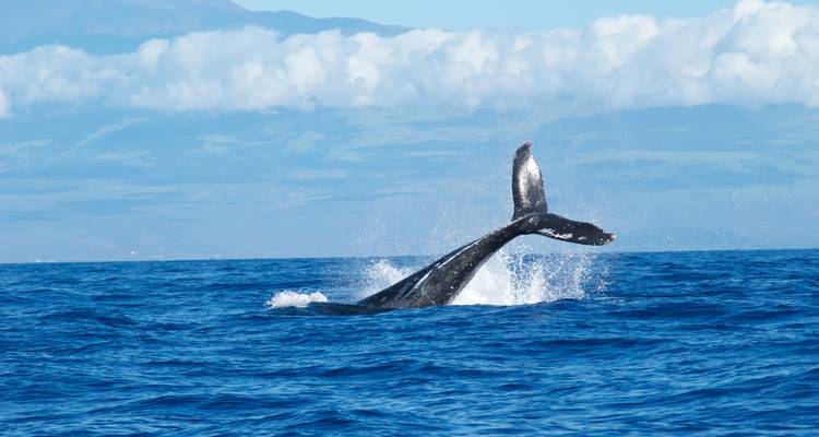 A whale's tail emerging from the ocean with mountains in the background.