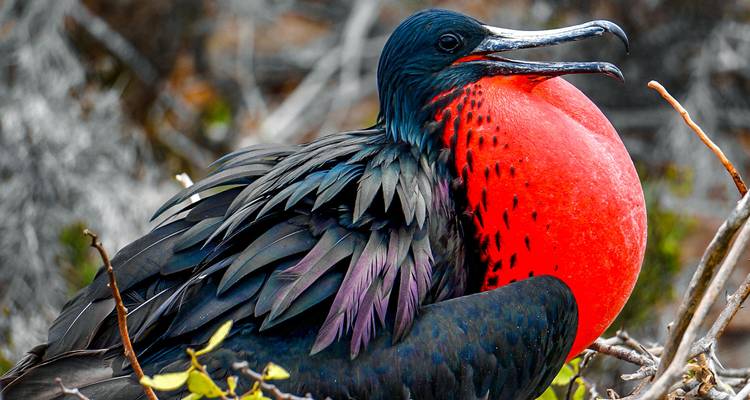 Nahaufnahme eines Fregattvogels mit einer leuchtend roten Brust.