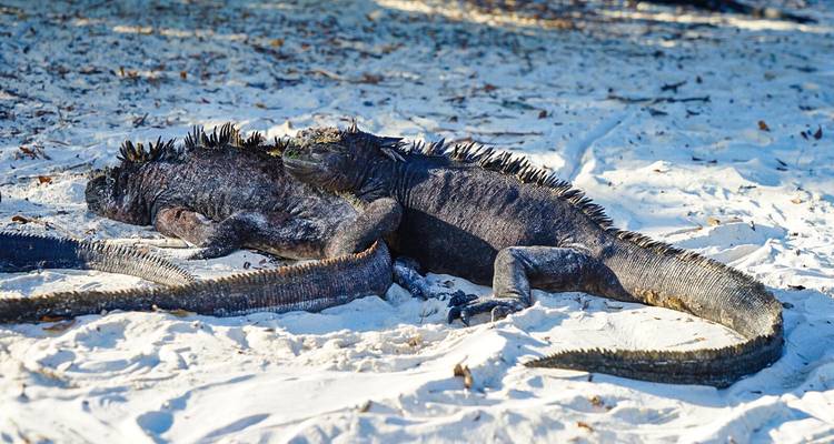 Leguane, die sich an einem sandigen Strand sonnen.