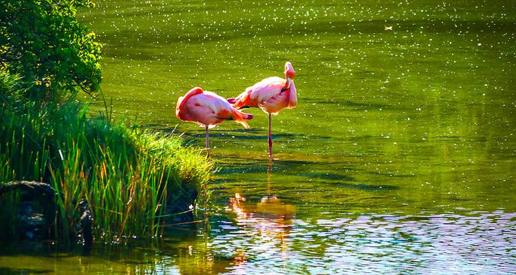 Zwei rosa Flamingos stehen in flachem Wasser.