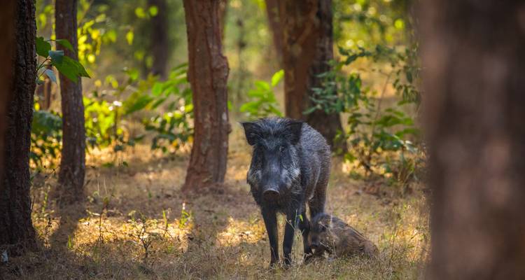 Wildschwein mit einem Frischling stehend in einem bewaldeten Gebiet.
