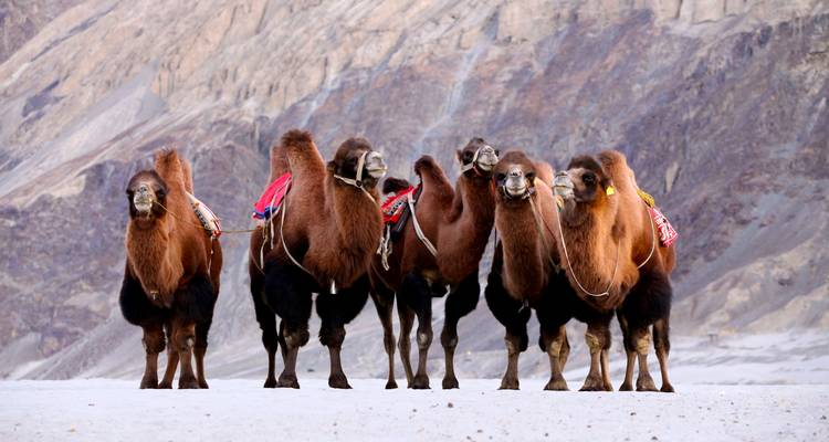 Gruppe von Trampeltieren, die in einer Wüstenlandschaft stehen
