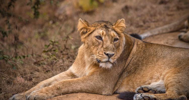 Primer plano de un león descansando en el suelo, en un entorno natural.