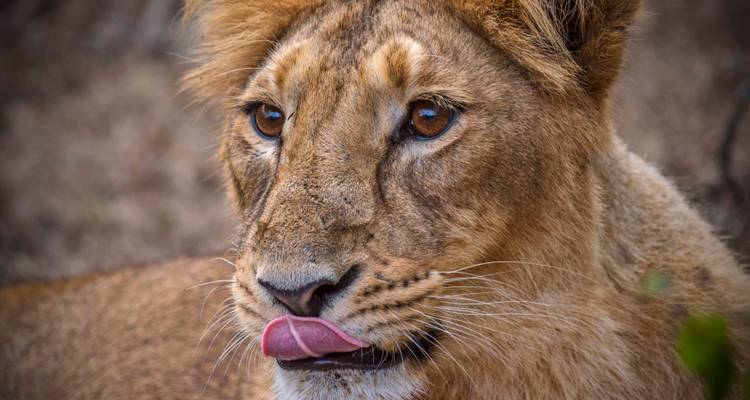 Primer plano extremo de la cara de un león, mostrando detalle y textura.