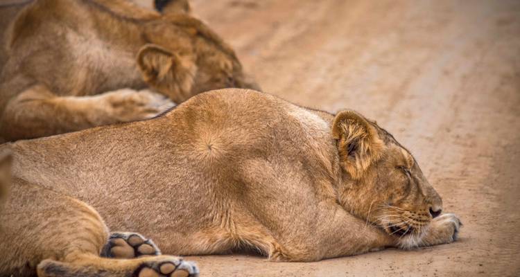 Dos leones acostados en un sendero de tierra en un entorno natural.