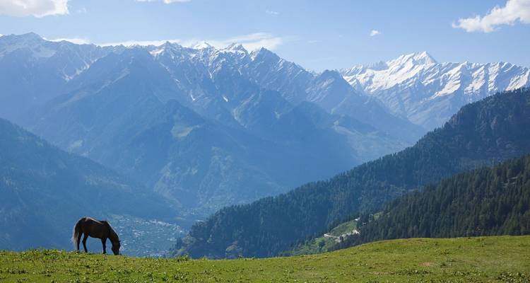 Pferd grast auf einer Wiese mit Bergkulisse im Hintergrund.