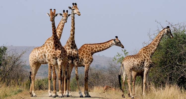 Group of giraffes standing in a savannah.