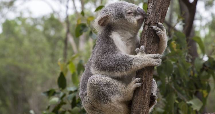 A close-up of a koala gripping a tree, set against a blurred natural background.