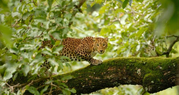 Un léopard marchant sur une branche d'arbre moussue entouré d'un feuillage vert luxuriant.